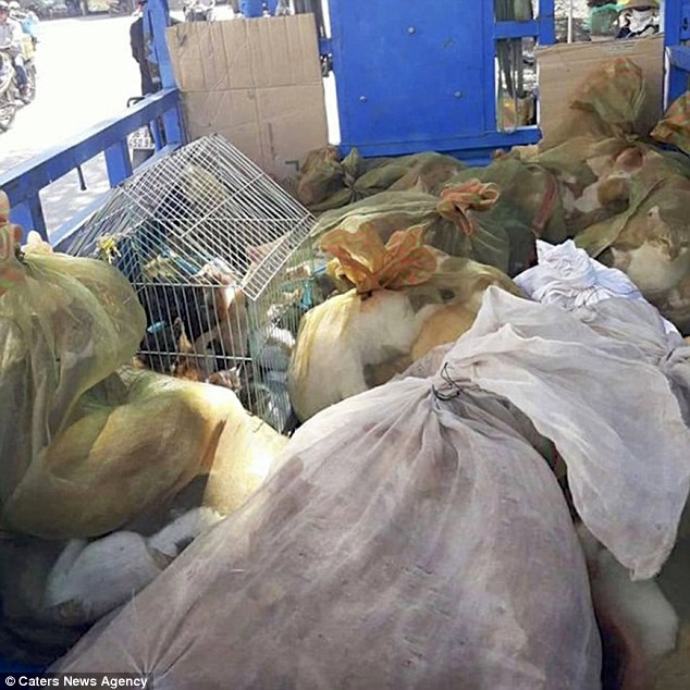 Chợ tiêu thụ thịt mèo ở Việt Nam lên báo nước ngoài với những hình ảnh đáng thương gây ám ảnh - Ảnh 4.