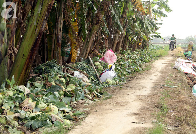 Hết củ cải Mê Linh, nông dân Hải Dương rớt nước mắt vứt hàng tấn su hào ven đường  - Ảnh 1.