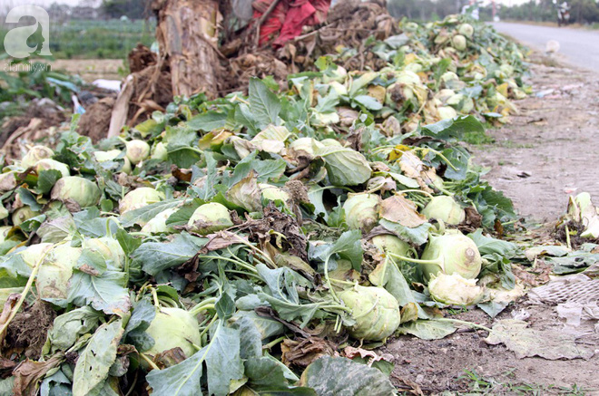 Hết củ cải Mê Linh, nông dân Hải Dương rớt nước mắt vứt hàng tấn su hào ven đường  - Ảnh 8.