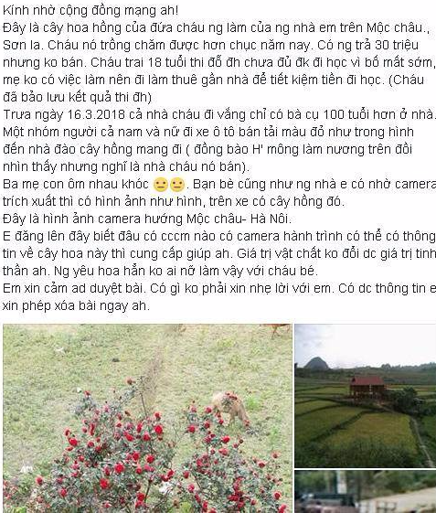 Xuất hiện th&ocirc;ng tin mới vụ c&acirc;y hoa hồng đắt gi&aacute; bị người lạ đ&aacute;nh &ocirc; t&ocirc; v&agrave;o tận nh&agrave; cuỗm mất - Ảnh 2.