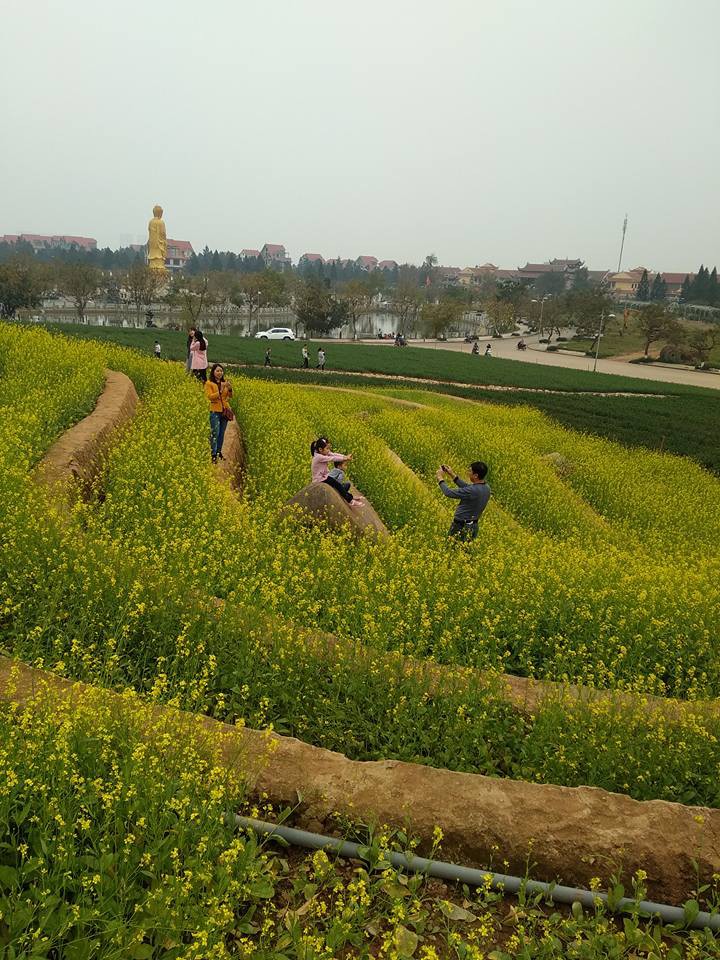Cư dân mạng bỗng dưng phát hiện ra vườn hoa cải trắng và ruộng bậc thang chỉ cách Hà Nội có 20km - Ảnh 11. Cư dân mạng bỗng dưng phát hiện ra vườn hoa cải trắng và ruộng bậc thang chỉ cách Hà Nội có 20km - Ảnh 11.