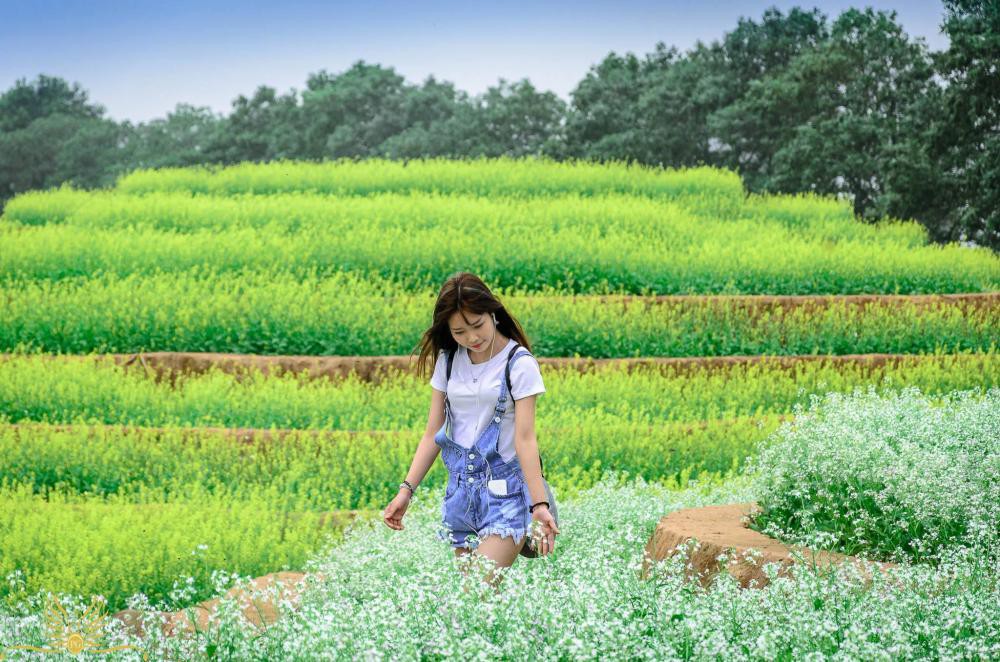 Cư dân mạng bỗng dưng phát hiện ra vườn hoa cải trắng và ruộng bậc thang chỉ cách Hà Nội có 20km - Ảnh 17. Cư dân mạng bỗng dưng phát hiện ra vườn hoa cải trắng và ruộng bậc thang chỉ cách Hà Nội có 20km - Ảnh 17.