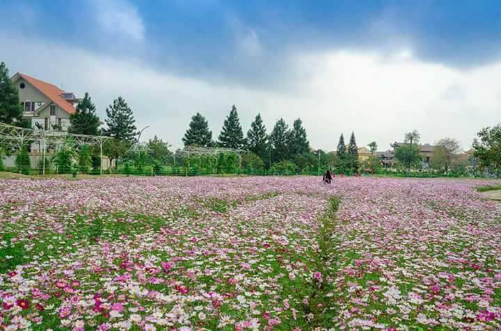 Cư dân mạng bỗng dưng phát hiện ra vườn hoa cải trắng và ruộng bậc thang chỉ cách Hà Nội có 20km - Ảnh 6. Cư dân mạng bỗng dưng phát hiện ra vườn hoa cải trắng và ruộng bậc thang chỉ cách Hà Nội có 20km - Ảnh 6.
