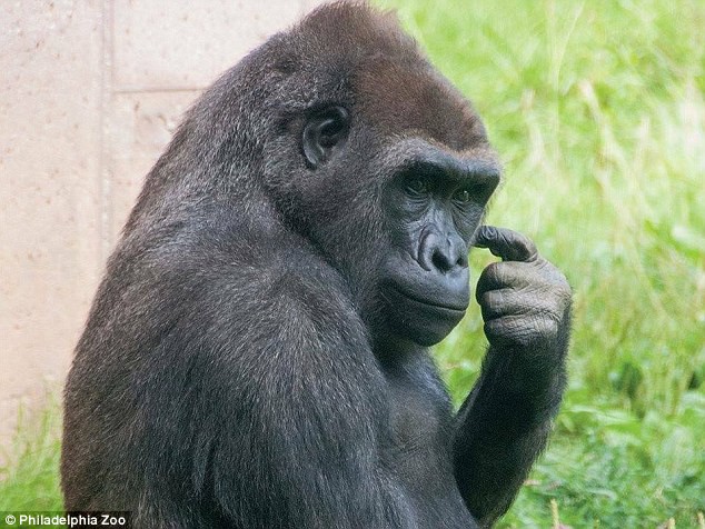 Chú Gorilla khiến cộng đồng mạng cười ngất với màn đi bằng 2 chân để tránh bị bẩn tay khi ăn - Ảnh 4.