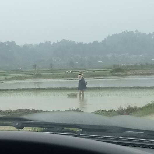 Thai phụ bụng bầu vượt mặt vẫn phải còng lưng cấy lúa: Người thương cảm, người cho biết đó là chuyện thường thấy ở quê - Ảnh 2.