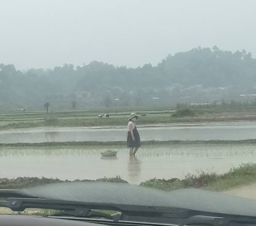 Thai phụ bụng bầu vượt mặt vẫn phải còng lưng cấy lúa: Người thương cảm, người cho biết đó là chuyện thường thấy ở quê - Ảnh 4.