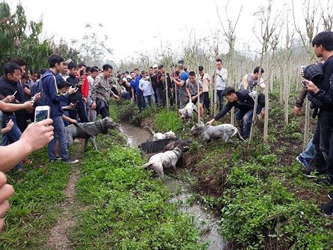 Chó săn và lợn rừng tử chiến: Hành động đầy phản cảm, gây nguy hiểm không thể chấp nhận - Ảnh 1.