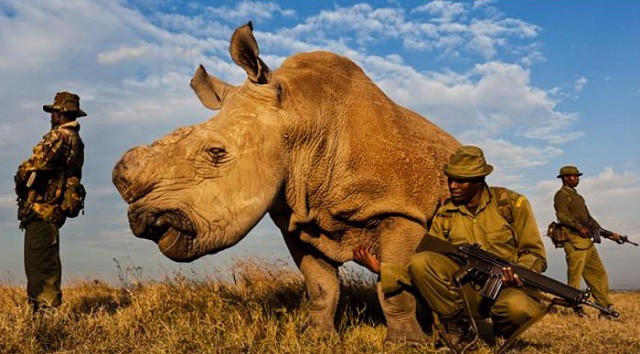 Cái chết của Sudan - chú tê giác trắng cuối cùng và lời cảnh báo đến toàn nhân loại - Ảnh 2.