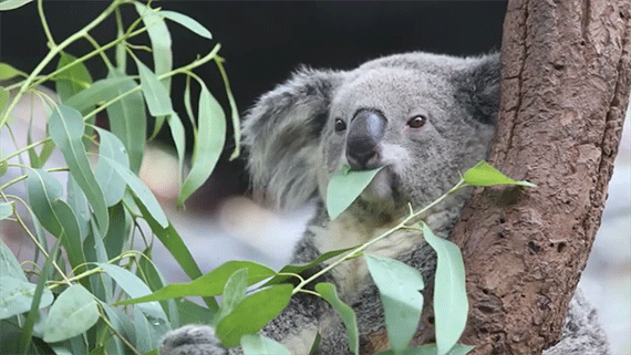 Gấu Koala vốn không hay uống nước nhưng giờ chúng thường xuyên làm, tất cả là vì... - Ảnh 3.