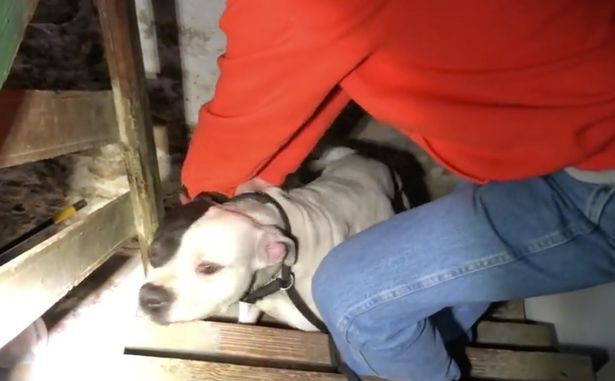 Dọn đến nhà mới, khách thuê nhà giật mình khi tìm thấy chú chó bị chủ cũ buộc chờ chết trong hầm - Ảnh 3.