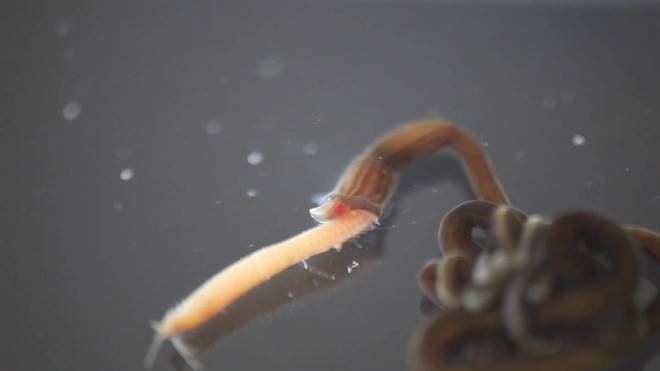 Lo&agrave;i giun d&agrave;i nhất nh&igrave; thế giới n&agrave;y sẽ gi&uacute;p ta ti&ecirc;u diệt gi&aacute;n một c&aacute;ch dễ d&agrave;ng - Ảnh 2.