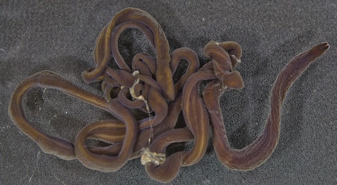 Lo&agrave;i giun d&agrave;i nhất nh&igrave; thế giới n&agrave;y sẽ gi&uacute;p ta ti&ecirc;u diệt gi&aacute;n một c&aacute;ch dễ d&agrave;ng - Ảnh 4.