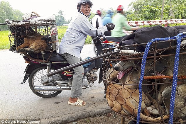 Sau chợ thịt mèo ở TP HCM, những thước phim ám ảnh về lồng chở chó bắt trộm về lò mổ ở Huế lại lên báo nước ngoài - Ảnh 7.