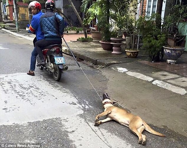 Sau chợ thịt mèo ở TP HCM, những thước phim ám ảnh về lồng chở chó bắt trộm về lò mổ ở Huế lại lên báo nước ngoài - Ảnh 9.