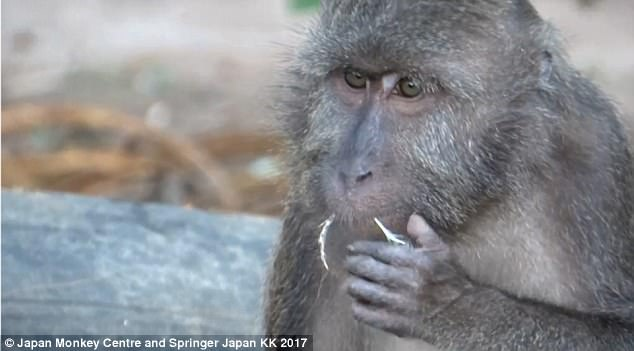 Đây là loài khỉ chuyên đi nhặt lông chim để xỉa răng - Ảnh 2.