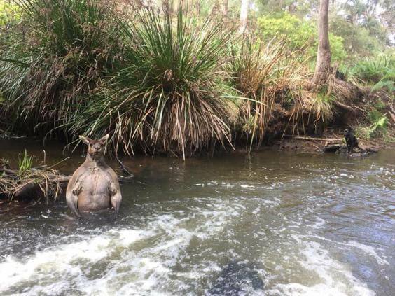 Những hình ảnh chứng minh rằng: Cạch! Kangaroo - động vật hung hãn số một Châu Úc - Ảnh 3.