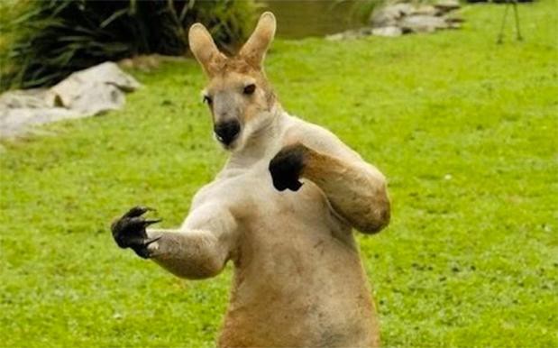 Những hình ảnh chứng minh rằng: Cạch! Kangaroo - động vật hung hãn số một Châu Úc - Ảnh 9.