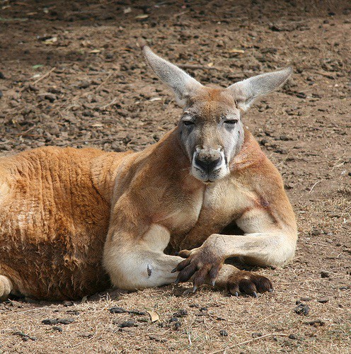 1001 thắc mắc Kangaroo kì lạ tới mức nào