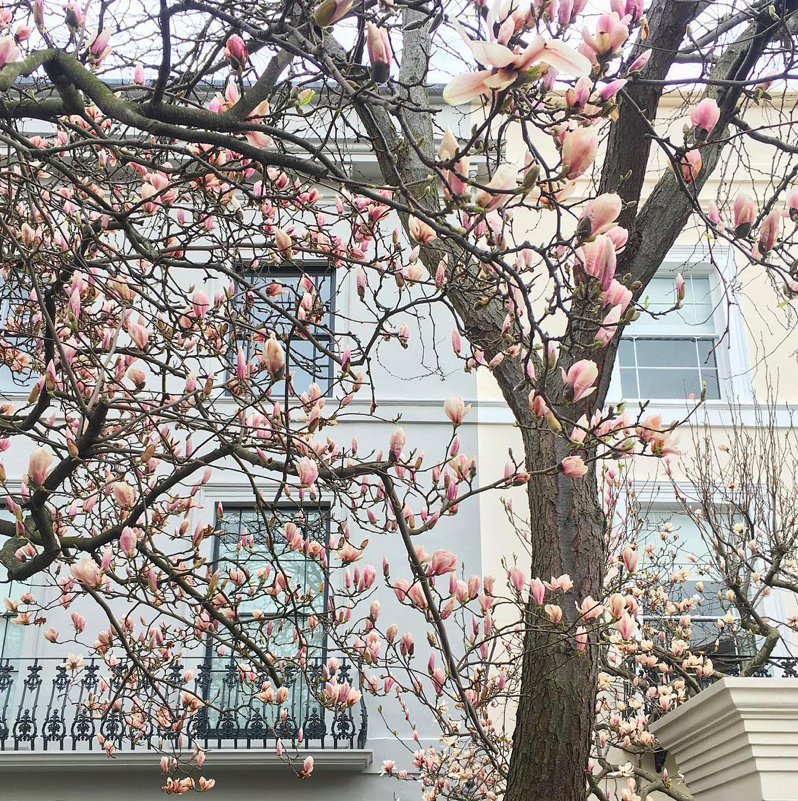 Lướt Instagram từ Âu đến Á là biết mùa hoa anh đào tuyệt đẹp đã thực sự đến rồi! - Ảnh 27.