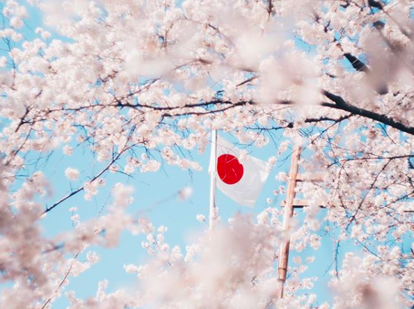 Lướt Instagram từ Âu đến Á là biết mùa hoa anh đào tuyệt đẹp đã thực sự đến rồi! - Ảnh 2.