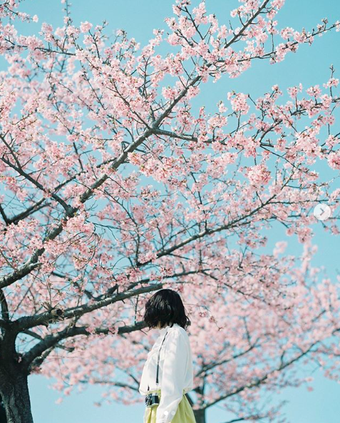 Lướt Instagram từ Âu đến Á là biết mùa hoa anh đào tuyệt đẹp đã thực sự đến rồi! - Ảnh 5.