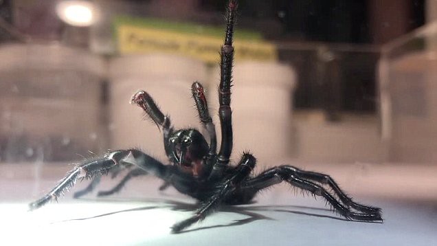 Phát hiện loài nhện độc nhất và quý nhất ở Australia - Ảnh 1.