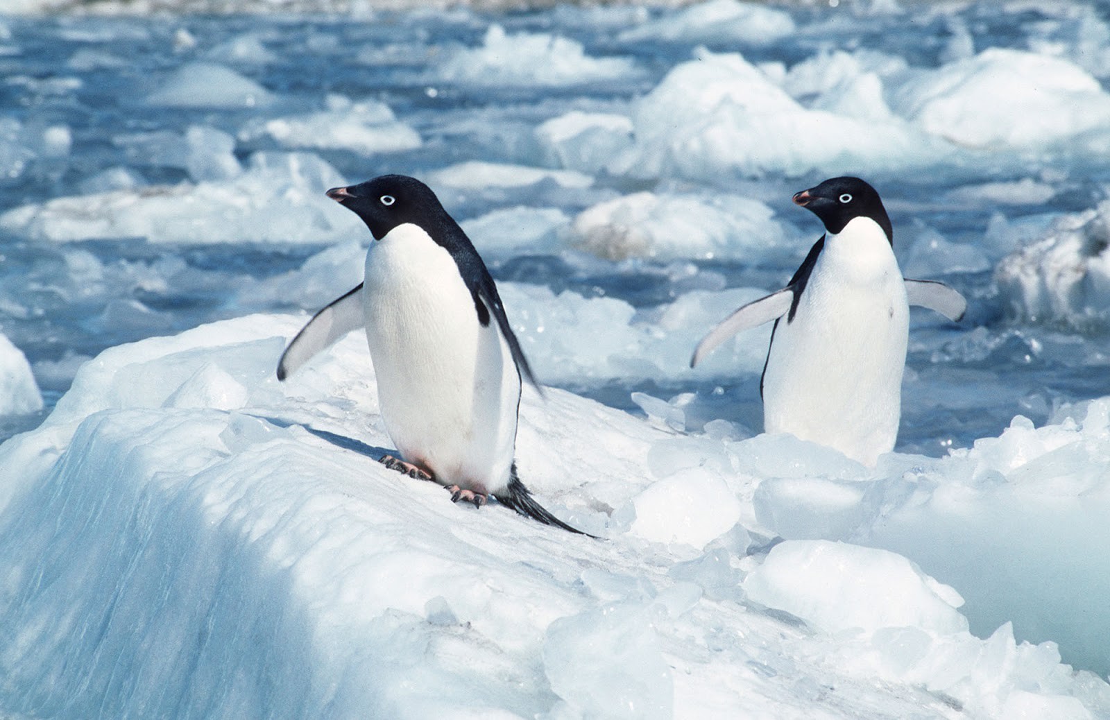 Khi vệ tinh đã giúp chúng ta tìm thấy một vương quốc chim cánh cụt ...