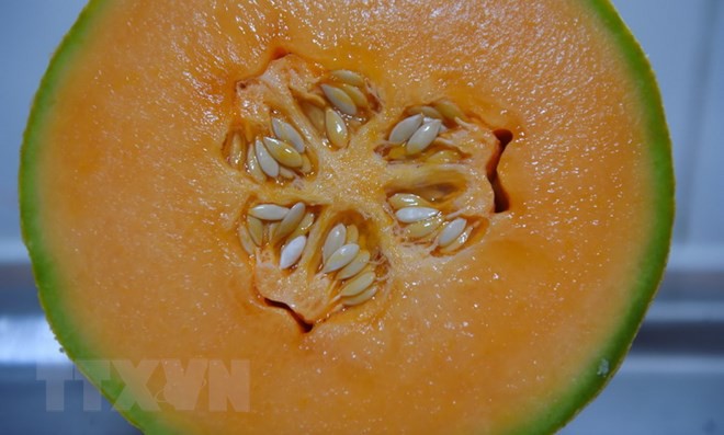 Australia: 3 người tử vong v&igrave; nhiễm khuẩn Listeria do ăn dưa lưới - Ảnh 1.