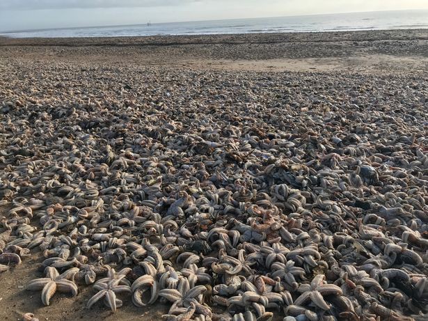 Quái vật phương Đông tràn qua châu Âu, hàng chục nghìn con sao biển chết trôi dạt vào bờ biển - Ảnh 3.