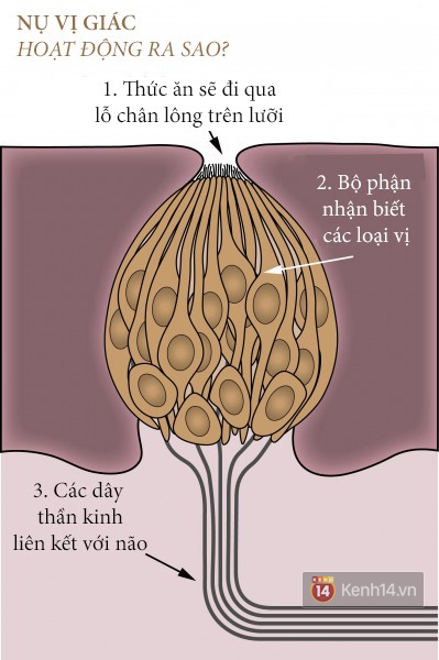 Thêm một mùa nhót xanh nữa nhưng bạn có biết vì sao khi ăn chua thì chúng ta lại “kích động” như vậy? - Ảnh 1.