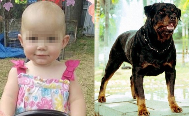 Dắt con gái 1 tuổi về nhà bà ngoại, mẹ đau đớn khi chứng kiến con bị chó hàng xóm tấn công tới tử vong - Ảnh 3.