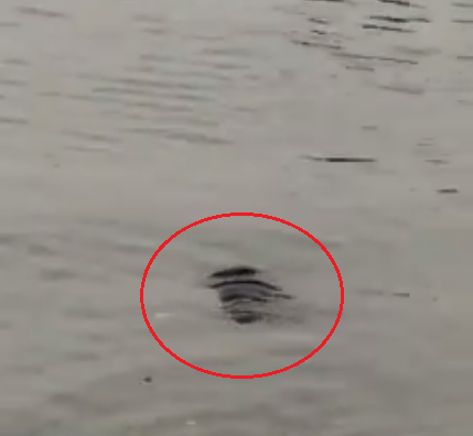 Hà Nội: Người dân bàng hoàng phát hiện thi thể người đàn ông trôi nổi trên hồ Tây - Ảnh 1.