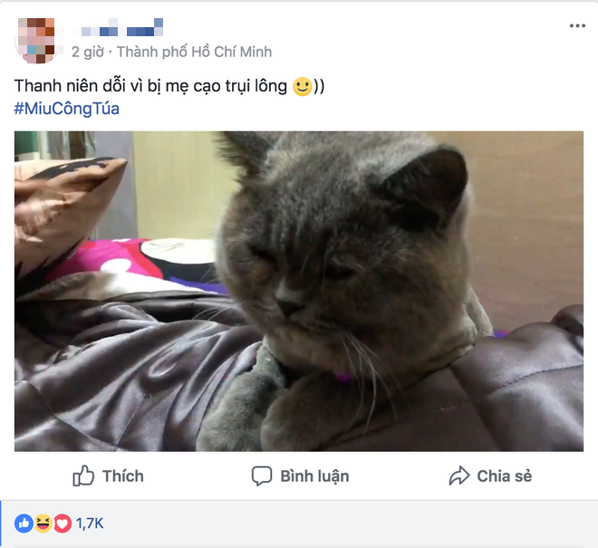 Clip: Ch&uacute; m&egrave;o dỗi hờn v&igrave; bị h&uacute;i cua to&agrave;n th&acirc;n khiến cư d&acirc;n mạng share đi&ecirc;n đảo - Ảnh 2.