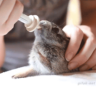16 hình ảnh minh chứng thỏ là loài động vật đáng yêu nhất trên đời - Ảnh 25.