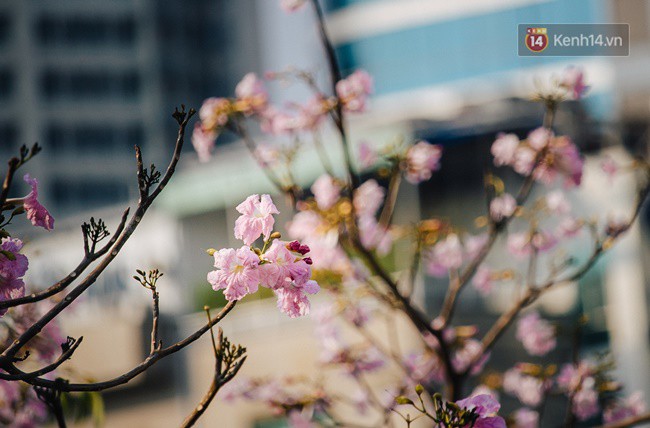 S&agrave;i G&ograve;n trong m&ugrave;a hoa k&egrave;n hồng nở rộ, khắp phố phường như đang v&agrave;o xu&acirc;n - Ảnh 3.