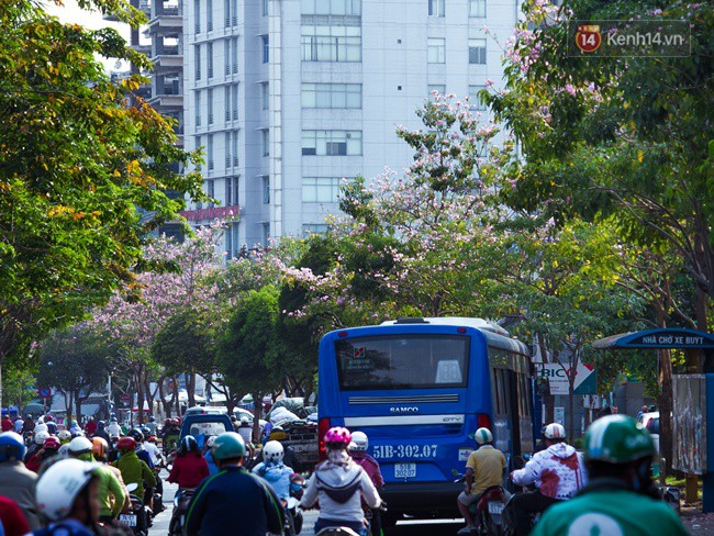 Sài Gòn trong mùa hoa kèn hồng nở rộ, khắp phố phường như đang vào xuân - Ảnh 8.