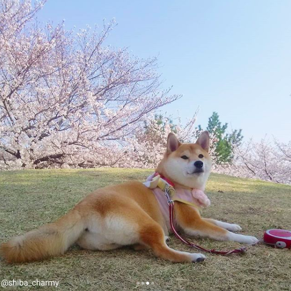 Ngôi sao cún cưng của Nhật: Suốt ngày mặc đồ đẹp, đi ngắm hoa anh đào rồi được chủ chụp ảnh sống ảo - Ảnh 3.