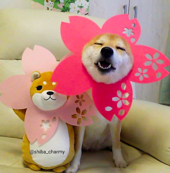 Ngôi sao cún cưng của Nhật: Suốt ngày mặc đồ đẹp, đi ngắm hoa anh đào rồi được chủ chụp ảnh sống ảo - Ảnh 4.