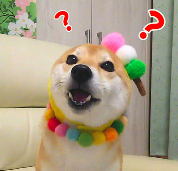 Ngôi sao cún cưng của Nhật: Suốt ngày mặc đồ đẹp, đi ngắm hoa anh đào rồi được chủ chụp ảnh sống ảo - Ảnh 6.