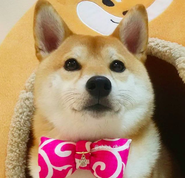 Ngôi sao cún cưng của Nhật: Suốt ngày mặc đồ đẹp, đi ngắm hoa anh đào rồi được chủ chụp ảnh sống ảo - Ảnh 8.