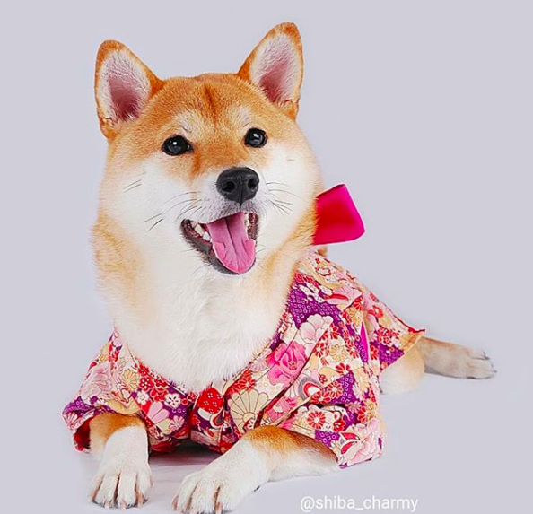 Ngôi sao cún cưng của Nhật: Suốt ngày mặc đồ đẹp, đi ngắm hoa anh đào rồi được chủ chụp ảnh sống ảo - Ảnh 11.