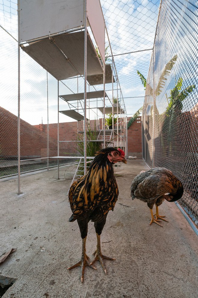 Chuồng gà ở Long An được lên tạp chí kiến trúc Mỹ - Ảnh 15.