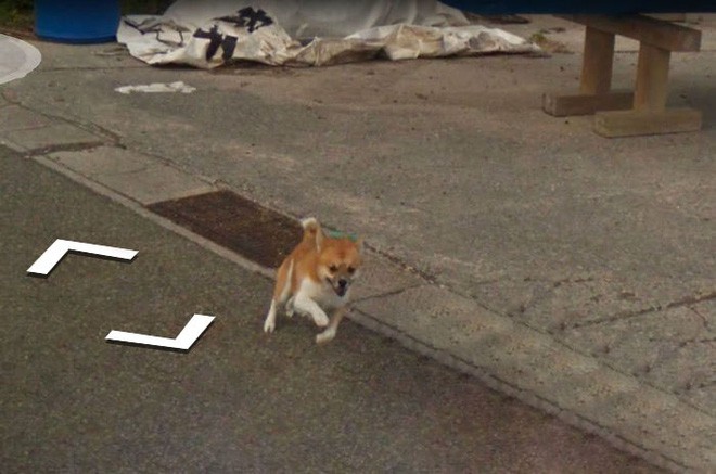 Chú chó tinh nghịch chạy theo xe Google Street View tại Nhật, tấm ảnh nào cũng đòi có mặt khiến cư dân mạng thích thú - Ảnh 5.