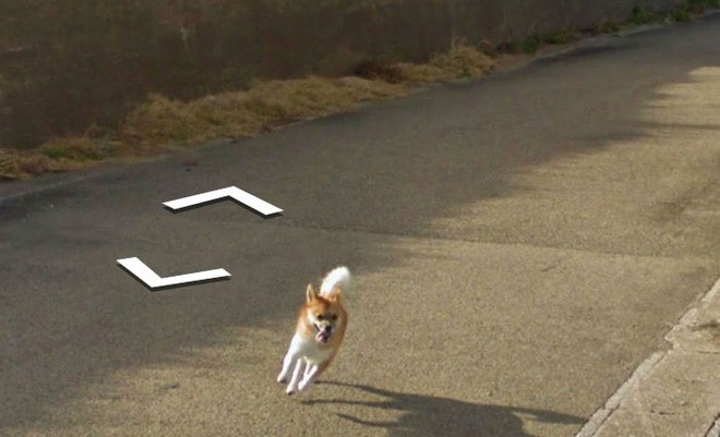 Chú chó tinh nghịch chạy theo xe Google Street View tại Nhật, tấm ảnh nào cũng đòi có mặt khiến cư dân mạng thích thú - Ảnh 8.