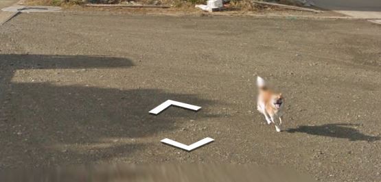 Chú chó tinh nghịch chạy theo xe Google Street View tại Nhật, tấm ảnh nào cũng đòi có mặt khiến cư dân mạng thích thú - Ảnh 10.