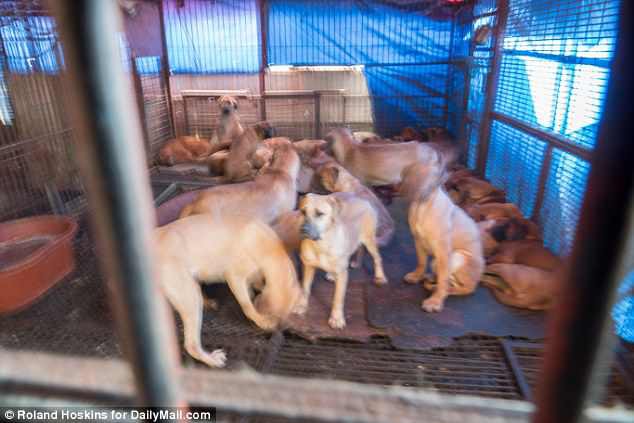 Hàn Quốc: Người đàn ông giết thịt chú chó Corgi nhà hàng xóm rồi mời chính chủ nhân không hay biết sang ăn - Ảnh 4.