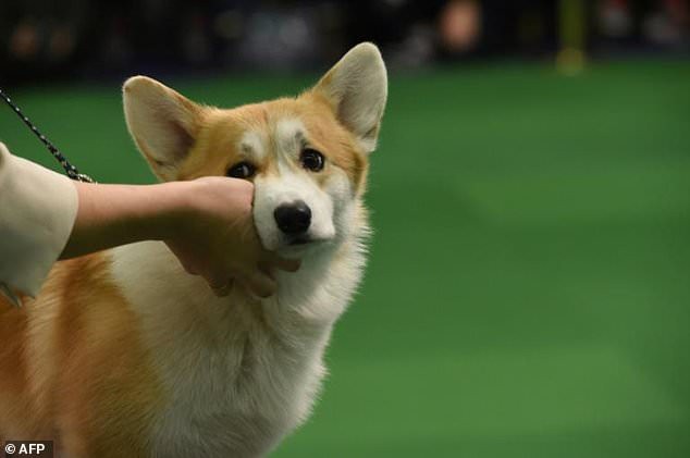 Hàn Quốc: Người đàn ông giết thịt chú chó Corgi nhà hàng xóm rồi mời chính chủ nhân không hay biết sang ăn - Ảnh 1.