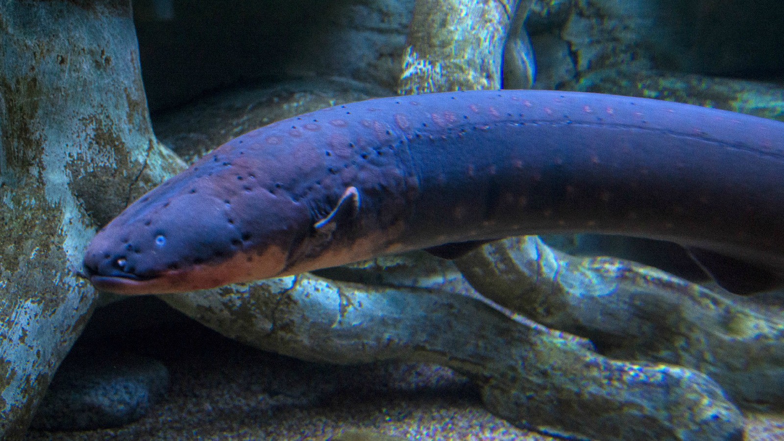 Eel. Электрический угорь (Electrophorus electricus). Амазонский угорь. Электрический угорь амазонки. Амазонский электрический угорь.