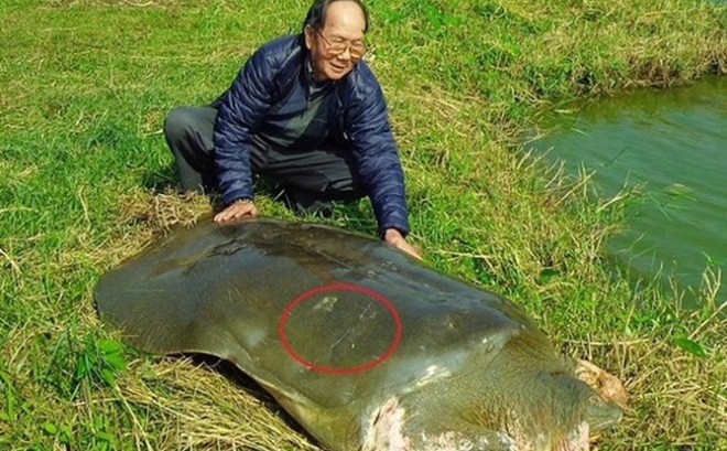 PGS Hà Đình Đức: Chưa thể khẳng định rùa ở hồ Xuân Khanh là hậu bối của rùa Hồ Gươm - Ảnh 1.