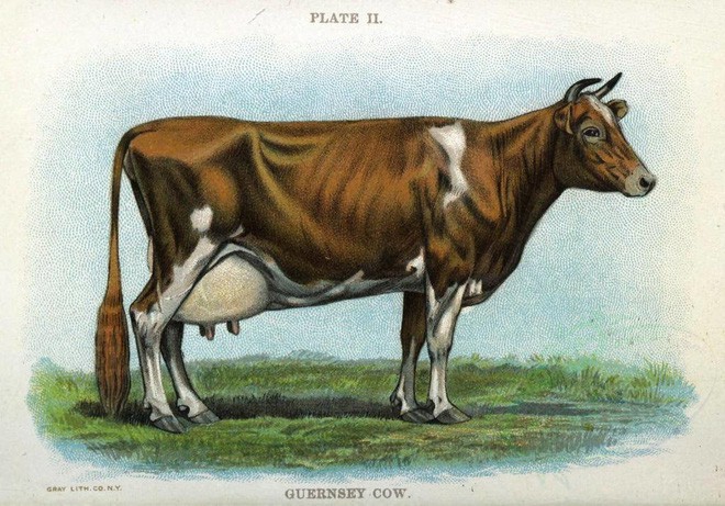 Ngày xửa ngày xưa, vào năm 1933, có ba chú bò được đưa đi Bắc Cực và để lại những câu chuyện vô cùng thú vị - Ảnh 3.